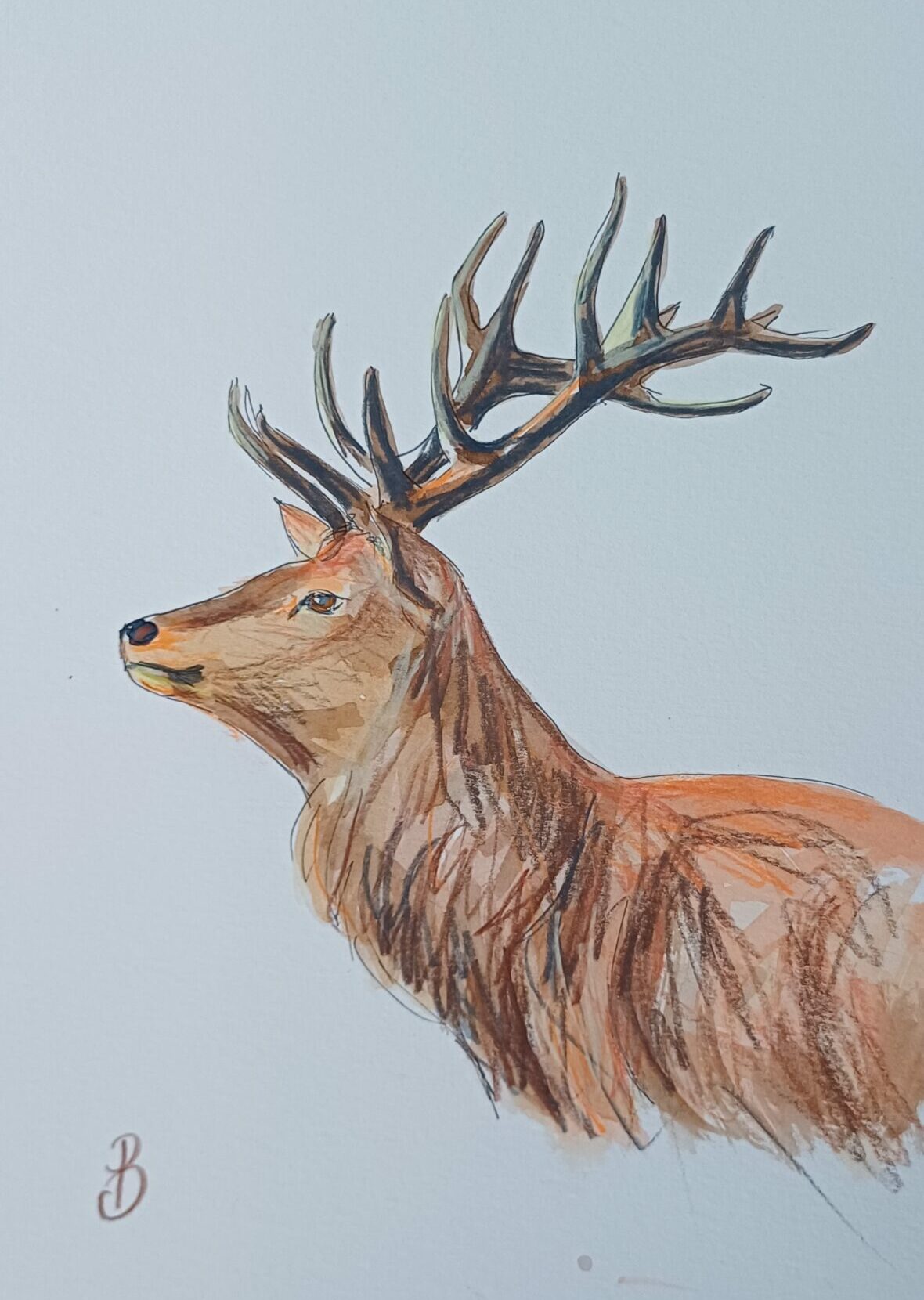 dessin de cerf de profil marron et orangé avec de beaux bois, aquarelle et crayons de couleur