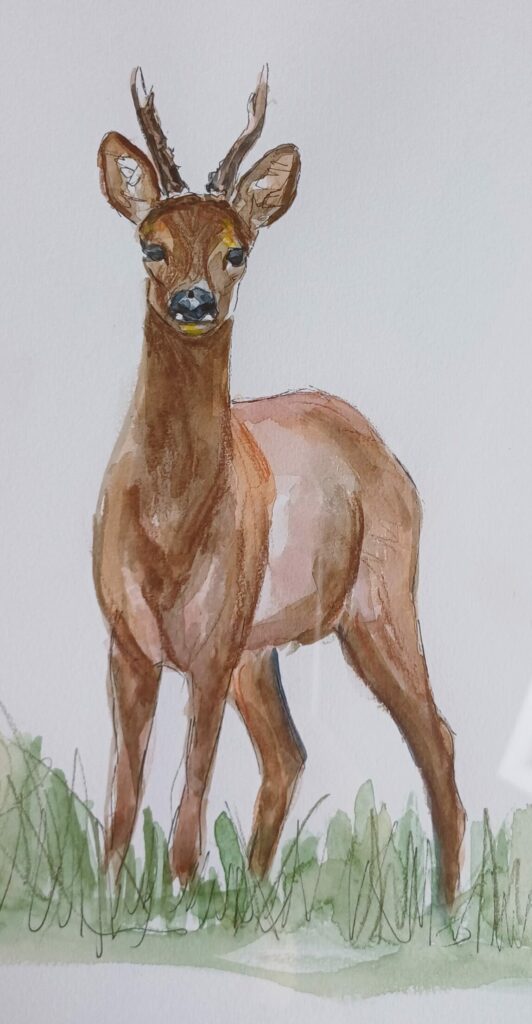 dessin de chevreuil qui nous regarde de face, aquarelle et crayons de couleur