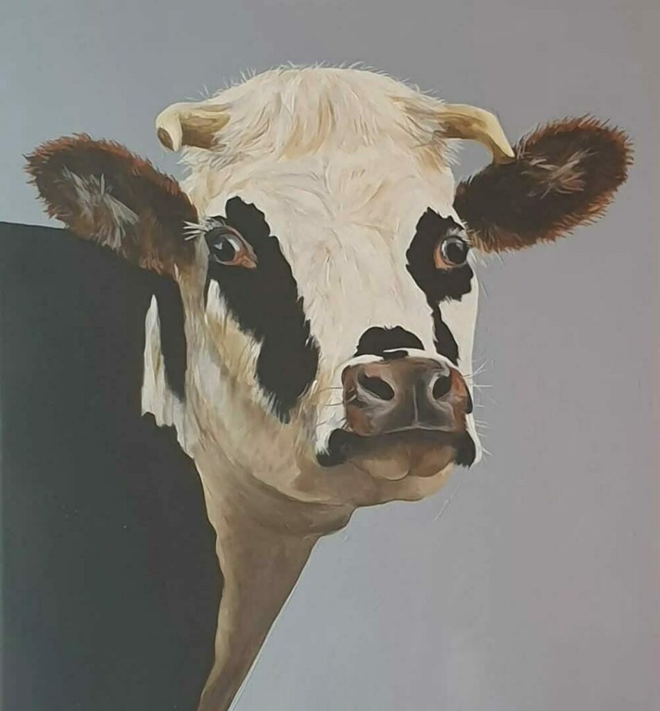 portrait de vache normande sur fond gris
