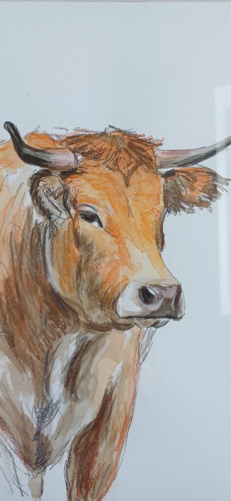 dessin de vache rousse avec une tête en gros plan traits de crayons apparents