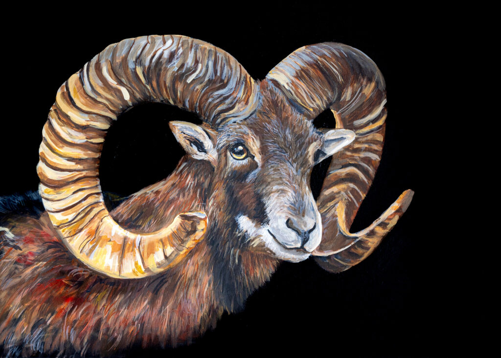portrait de mouflon de chartreuse sur fond noir acrylique sur toile