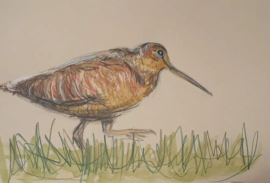 bécasse qui marche et qui est crayonnée avec un peu d'aquarelle