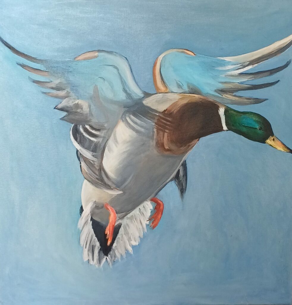 canard colvert en vol peint à l'acrylique et huile aux belles lumières